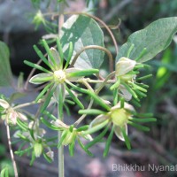 Clematis zeylanica (L.) Poir.